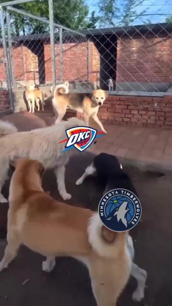 太有活了！美媒惡搞：狗王雷霆嚇退掘金灰熊，把森林狼按地上